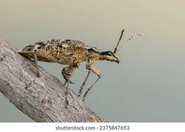 Attēlu rezultāti vaicājumam “Rhagium inquisitor”