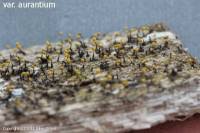 Attēlu rezultāti vaicājumam “Physarum viride”