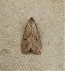 Attēlu rezultāti vaicājumam “Hypenodes humidalis”