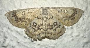 Attēlu rezultāti vaicājumam “Cyclophora annularia”