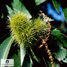 Attēlu rezultāti vaicājumam “Licea castanea macro”