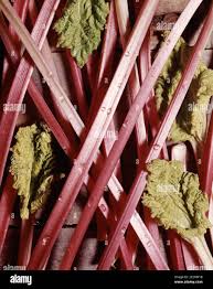 Attēlu rezultāti vaicājumam “Rheum rhabarbarum leaf”