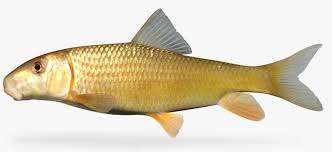 Image result for Moxostoma erythrurum