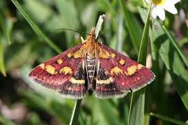 Attēlu rezultāti vaicājumam “Pyrausta purpuralis”