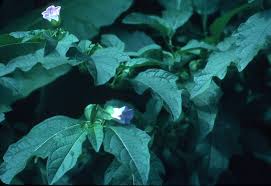 Attēlu rezultāti vaicājumam “Nicandra physalodes fruit”