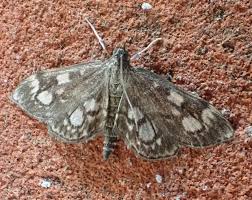 Attēlu rezultāti vaicājumam “Anania coronata”