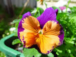 Joker flower in Perth glory - via Daymix