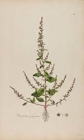 Attēlu rezultāti vaicājumam “Chenopodium polyspermum”