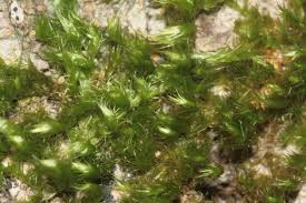 Attēlu rezultāti vaicājumam “Pylaisia polyantha”