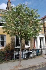 Attēlu rezultāti vaicājumam “Sorbus aucuparia”