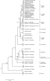 Attēlu rezultāti vaicājumam “Chara intermedia male”