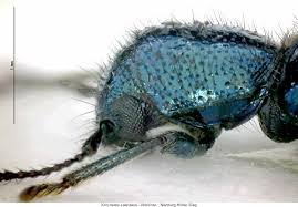 Attēlu rezultāti vaicājumam “Korynetes caeruleus”