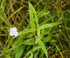 Attēlu rezultāti vaicājumam “Veronica scutellata flower”