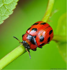 Attēlu rezultāti vaicājumam “Gonioctena viminalis”