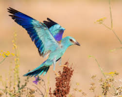 Attēlu rezultāti vaicājumam “Coracias garrulus adult”