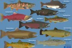 Image result for Salmo ciscaucasicus