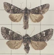 Attēlu rezultāti vaicājumam “Papestra biren”