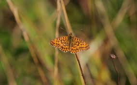 Attēlu rezultāti vaicājumam “Boloria dia upperside”