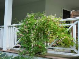 Image result for Adlumia cirrhosa