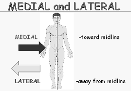 Image result for body midline