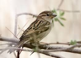 Attēlu rezultāti vaicājumam “Passer montanus adult”