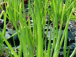 Résultat de recherche d'images pour "Allium fistulosum"