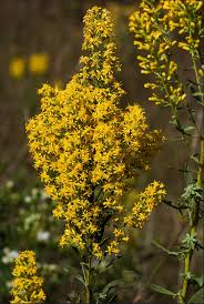 Attēlu rezultāti vaicājumam “Solidago virgaurea flower”
