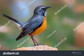 Image result for Irania gutturalis