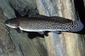 Image result for Amia calva