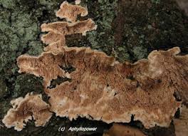 Attēlu rezultāti vaicājumam “Steccherinum bourdotii”