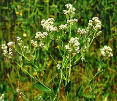 Attēlu rezultāti vaicājumam “Lepidium latifolium”