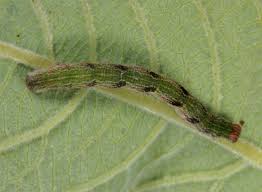 Attēlu rezultāti vaicājumam “Cyclophora pendularia”