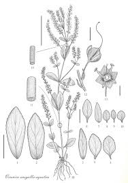 Attēlu rezultāti vaicājumam “Veronica anagallis-aquatica”