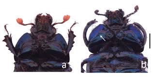 Attēlu rezultāti vaicājumam “Geotrupes”