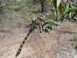 Attēlu rezultāti vaicājumam “Didymium tussilaginis macro”