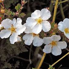 Attēlu rezultāti vaicājumam “Pentaphylloides fruticosa flower”