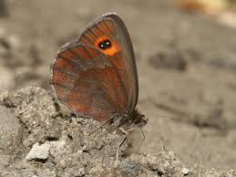 Attēlu rezultāti vaicājumam “Erebia aethiops underside”