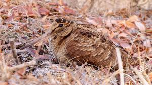 Attēlu rezultāti vaicājumam “Scolopax rusticola juvenile”