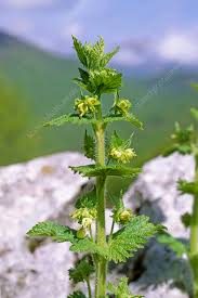 Attēlu rezultāti vaicājumam “Scrophularia umbrosa flower”