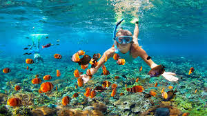 Image result for St. Albans Snorkelling Club (SASC)