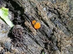 Attēlu rezultāti vaicājumam “Miladina lecithina”