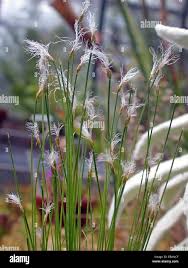 Attēlu rezultāti vaicājumam “Trichophorum alpinum fruit”