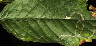 Attēlu rezultāti vaicājumam “Lyonetia clerkella”