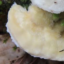 Attēlu rezultāti vaicājumam “Antrodiella serpula”