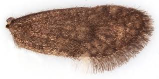 Attēlu rezultāti vaicājumam “Taleporia tubulosa”