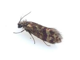 Attēlu rezultāti vaicājumam “Eriocraniidae”