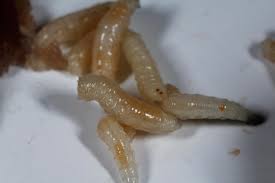 Attēlu rezultāti vaicājumam “Mellicta athalia larva”