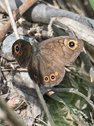 Attēlu rezultāti vaicājumam “Lasiommata petropolitana upperside”