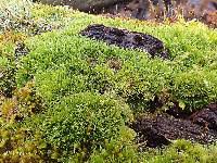 Attēlu rezultāti vaicājumam “Dicranum montanum sporophyte”