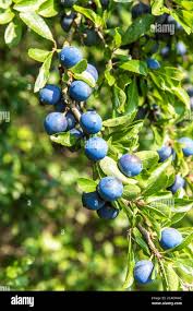 Attēlu rezultāti vaicājumam “Prunus spinosa fruit”